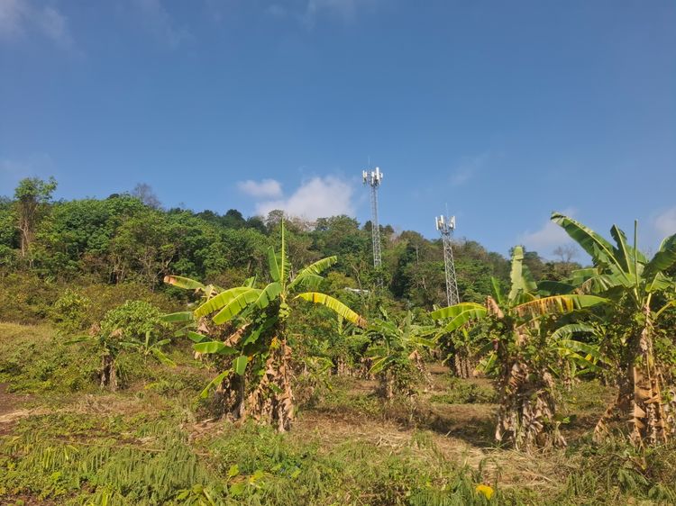 ทีดินสามกองภูเก็ต4.2.97.ไร่ รูปที่ 3