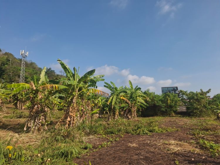 ทีดินสามกองภูเก็ต4.2.97.ไร่ รูปที่ 2