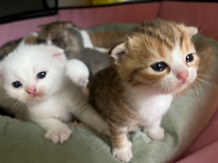 สก็อตติชลูกแมวพ่อแม่สก็อตแท้ รูปที่ 9