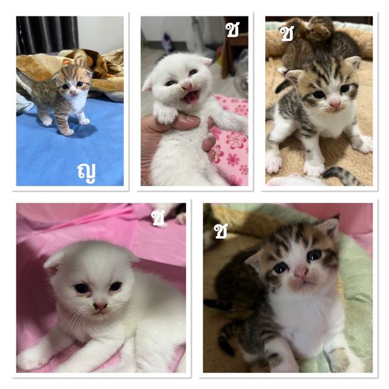 สก็อตติช โฟลด์ (Scottish Fold) สก็อตติชลูกแมวพ่อแม่สก็อตแท้