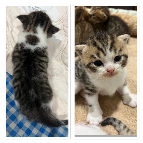 สก็อตติชลูกแมวพ่อแม่สก็อตแท้ รูปที่ 5