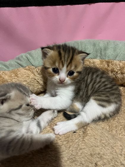 สก็อตติชลูกแมวพ่อแม่สก็อตแท้ รูปที่ 6