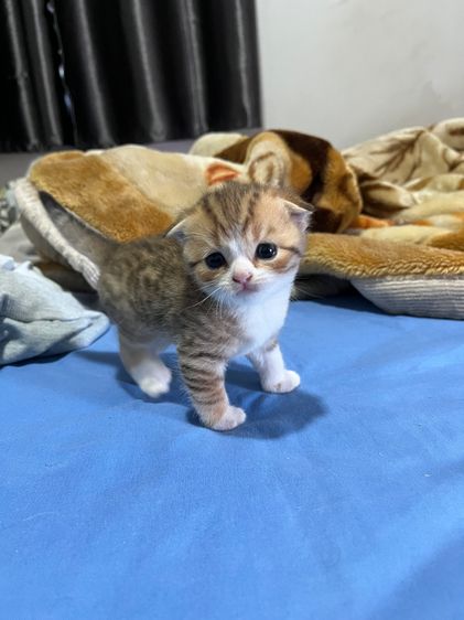 สก็อตติชลูกแมวพ่อแม่สก็อตแท้ รูปที่ 8