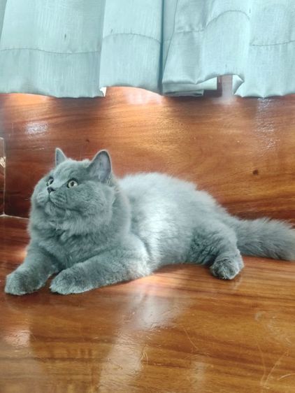 บริติชช็อตแฮร์แท้เพศผู้ รูปที่ 12