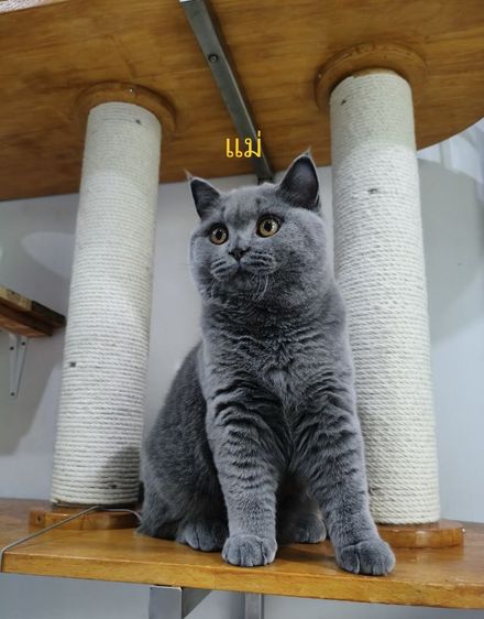 บริติชช็อตแฮร์แท้เพศผู้ รูปที่ 15