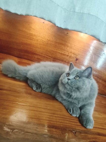 บริติชช็อตแฮร์แท้เพศผู้ รูปที่ 4