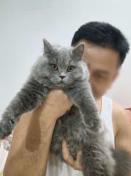 บริติชช็อตแฮร์แท้เพศผู้ รูปที่ 3