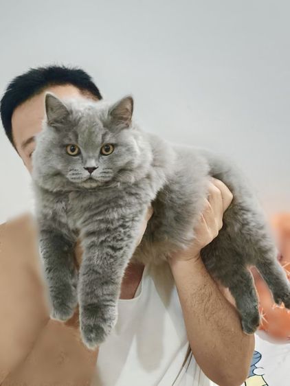 บริติชช็อตแฮร์แท้เพศผู้ รูปที่ 2