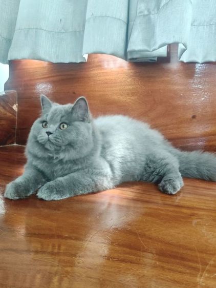 บริติชช็อตแฮร์แท้เพศผู้ รูปที่ 5