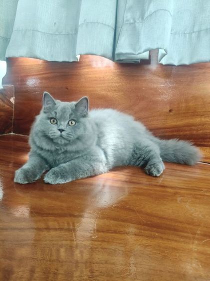 บริติชช็อตแฮร์แท้เพศผู้ รูปที่ 8