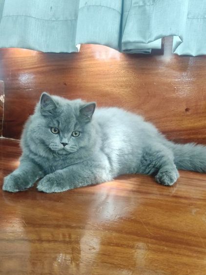 บริติชช็อตแฮร์แท้เพศผู้ รูปที่ 9