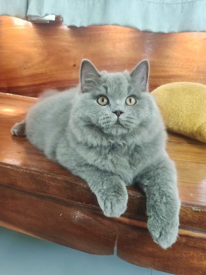 บริติช ชอร์ตแฮร์ (British Shorthair) บริติชช็อตแฮร์แท้เพศผู้