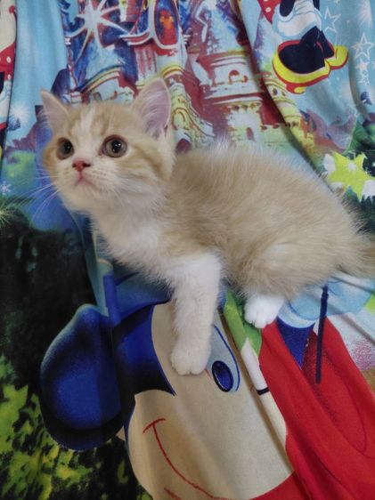 เปอร์เซีย (Persian) แมวเปอร์เซีย