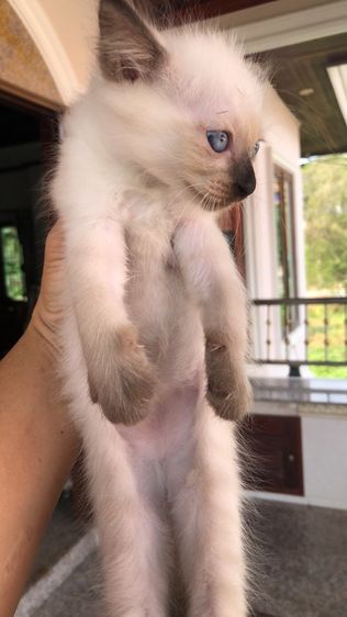 แมววิเขียนมาร รูปที่ 2