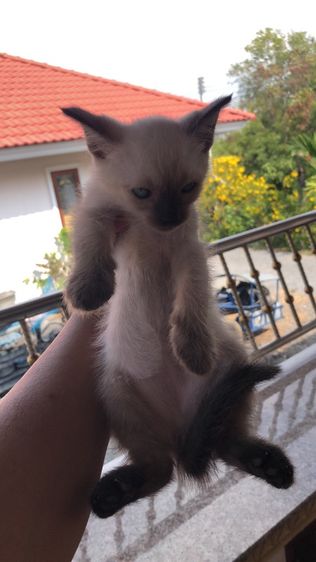 วิเชียรมาศ (Siamese Cat) แมววิเขียนมาร