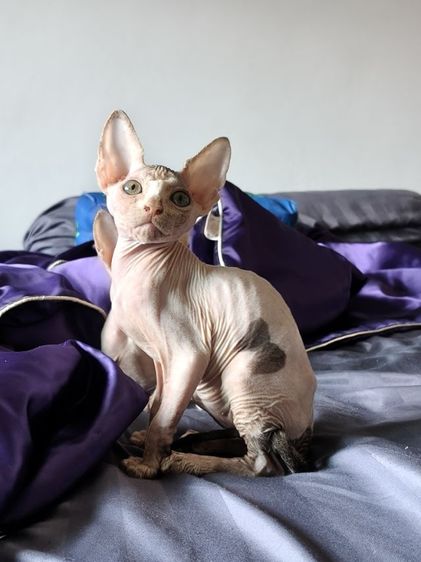 ดช.สฟิงซ์แคนาเดียน รูปที่ 4