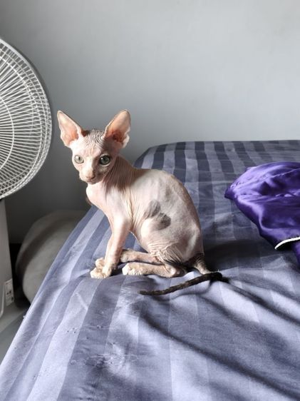 ดช.สฟิงซ์แคนาเดียน รูปที่ 5