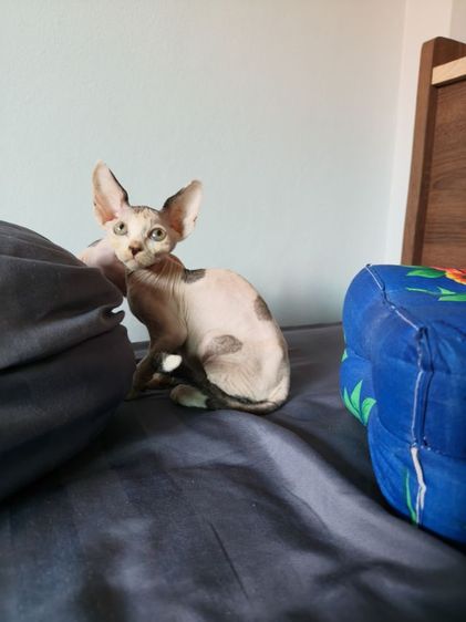 ดญ.สฟิงซ์แคนาเดียน รูปที่ 5