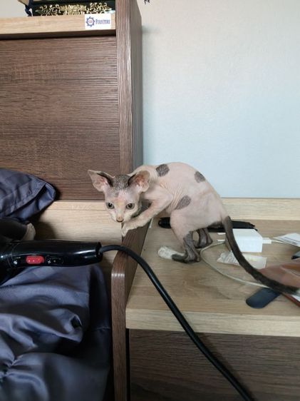 ดญ.สฟิงซ์แคนาเดียน รูปที่ 2