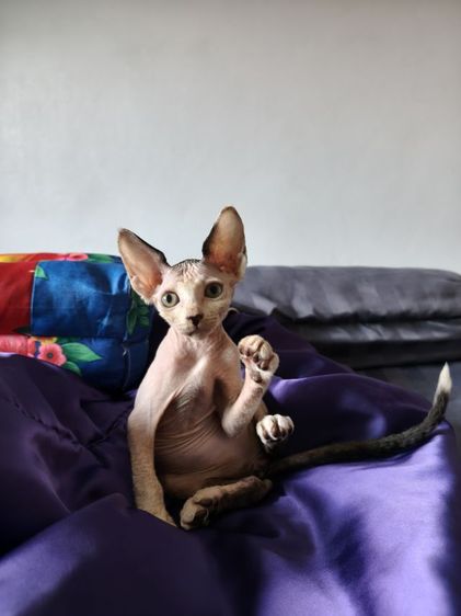 ดญ.สฟิงซ์แคนาเดียน รูปที่ 4