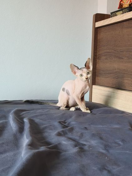 สฟิงซ์ (Sphynx) ดญ.สฟิงซ์แคนาเดียน