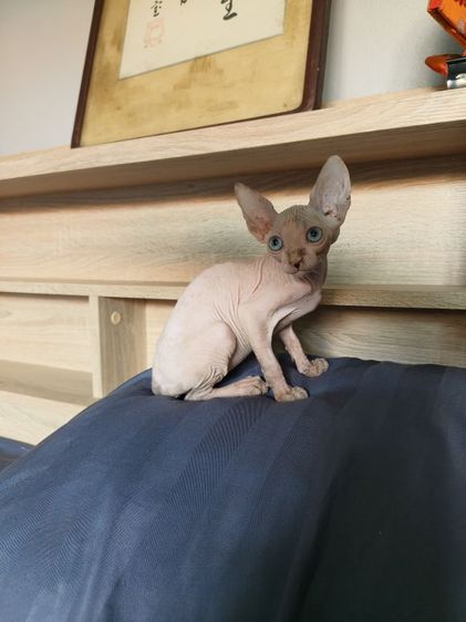 ดญ.สฟิงซ์แคนาเดียน รูปที่ 7