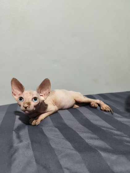 สฟิงซ์ (Sphynx) ดญ.สฟิงซ์แคนาเดียน