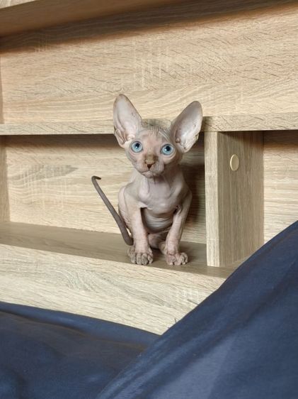 ดญ.สฟิงซ์แคนาเดียน รูปที่ 4