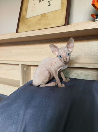 ดญ.สฟิงซ์แคนาเดียน รูปที่ 3