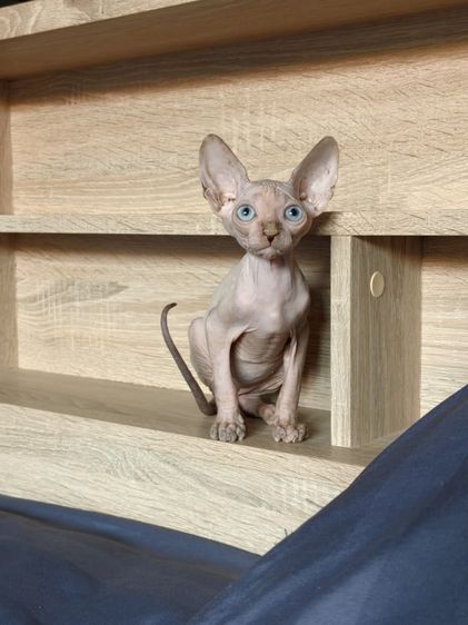 ดญ.สฟิงซ์แคนาเดียน รูปที่ 6