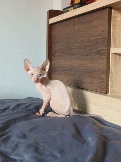 ดญ.สฟิงซ์แคนาเดียน รูปที่ 2