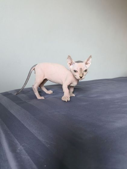 ดช.สฟิงซ์ขาสั้น รูปที่ 3