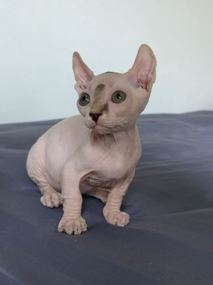 สฟิงซ์ (Sphynx) ดช.สฟิงซ์ขาสั้น