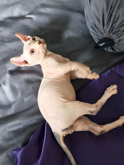 ดช.สฟิงซ์ขาสั้น รูปที่ 7