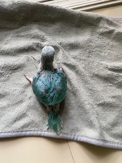 ริงเนคบลูสปริสเลสวิง ผู้พร้อมใบ  รูปที่ 4