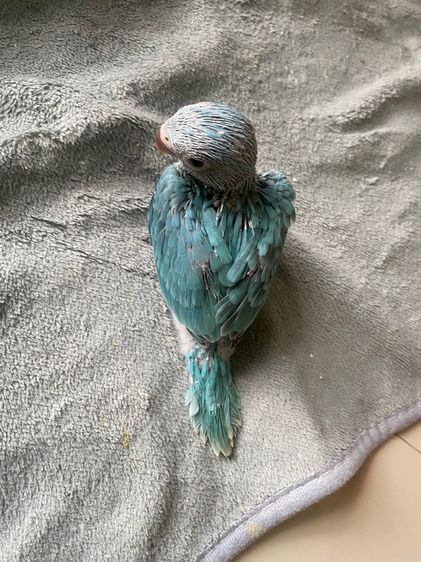 ริงเนคบลูสปริสเลสวิง ผู้พร้อมใบ  รูปที่ 3