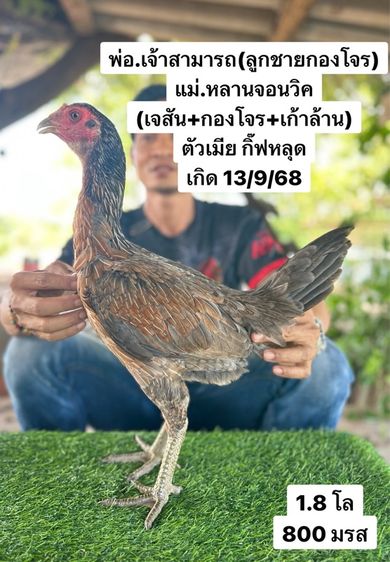 ไก่ชน รูปที่ 9