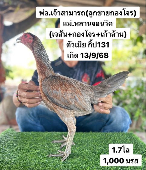ไก่ชน
