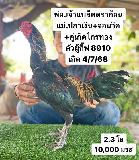 ไก่ชน รูปที่ 3