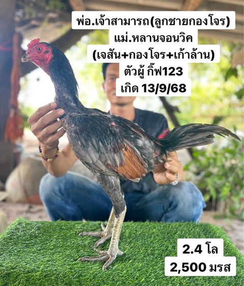 ไก่ชน รูปที่ 5
