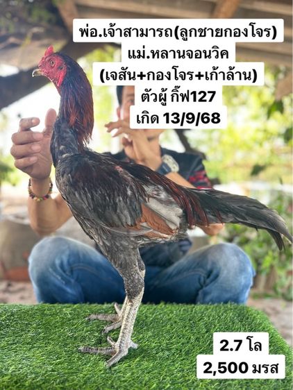ไก่ชน รูปที่ 6