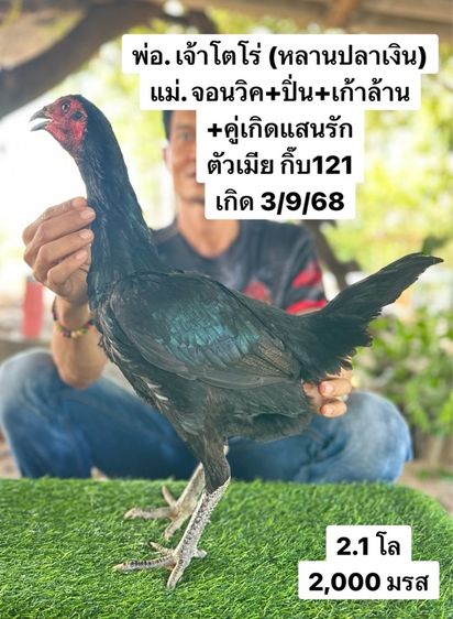ไก่ชน รูปที่ 7