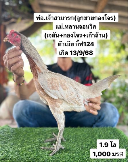 ไก่ชน รูปที่ 10