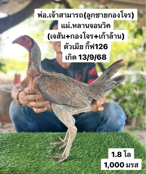 ไก่ชน รูปที่ 8