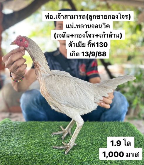 ไก่ชน รูปที่ 2