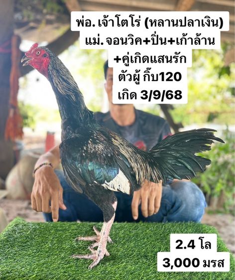 ไก่ชน รูปที่ 4