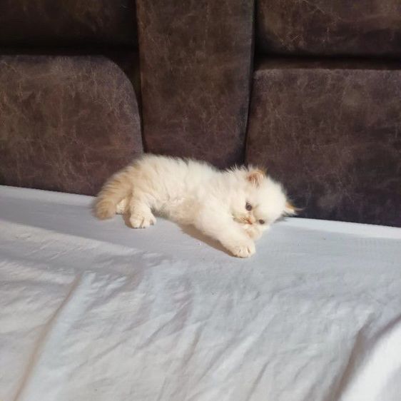 สก๊อตติชโฟ