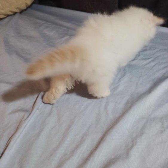 สก๊อตติชโฟ รูปที่ 2