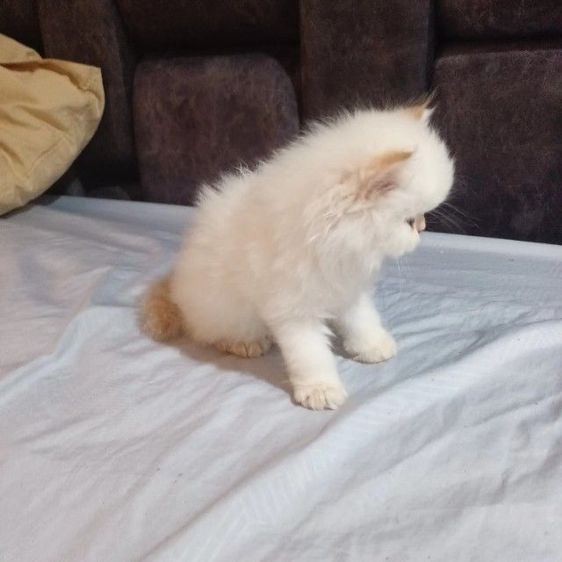 สก๊อตติชโฟ รูปที่ 3