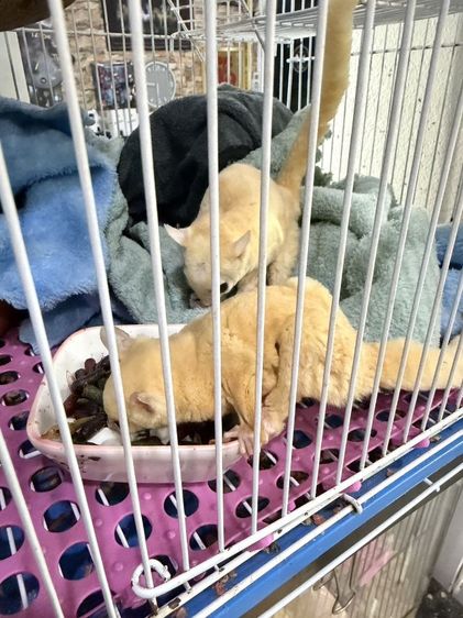 ซูการ์ รูปที่ 3